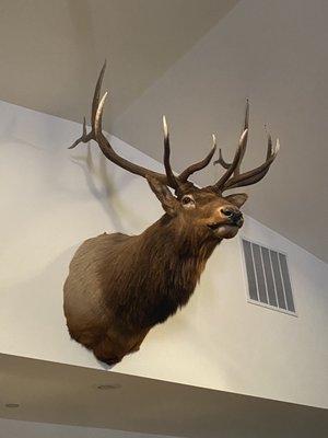 Elk