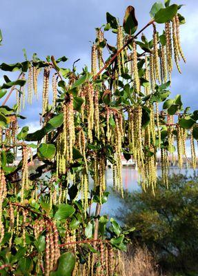 Silk tassel bush