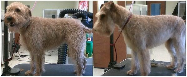 Before and After Grooming Photo