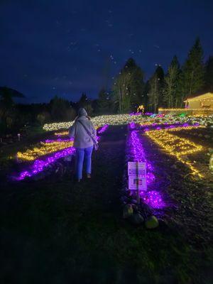 The lavender fields lit up!