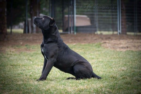 This is Lucca, a 10 month old Cane Corso. She just started obedience I with James, private lessons. (Picture rights:Serafina Cane Corso)