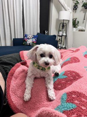 Groomed maltipoo