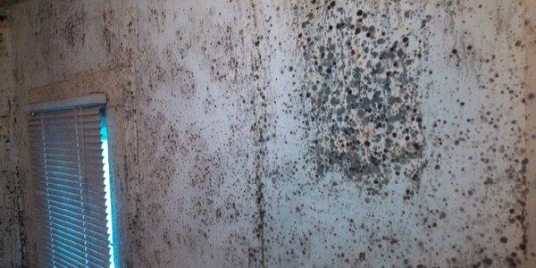 Mold Removal