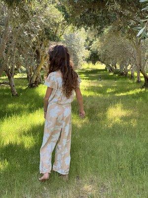 Olive Grove