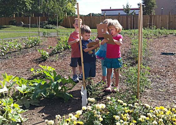 Observations in our organic garden