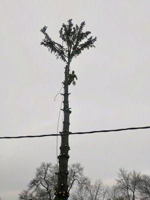 D&P Tree Service