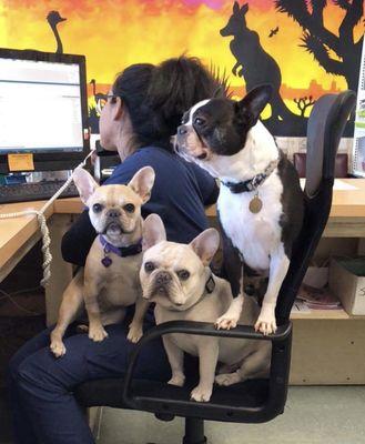 In-house Pets