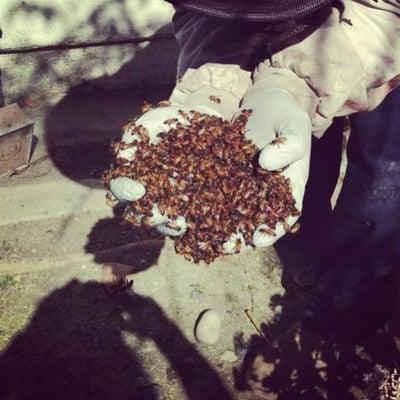 Live bee removal is the only bee removal that works because the bees and honey are removed at the exact same time.