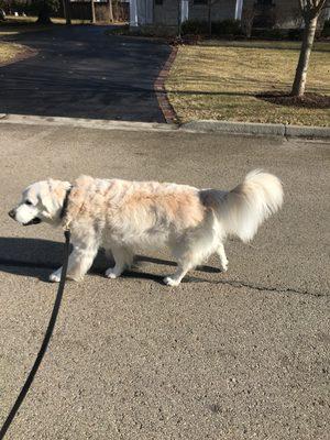 Bode Boy out for a stroll