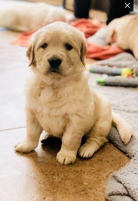 Look at these beautiful blockhead, super fluffy babies.