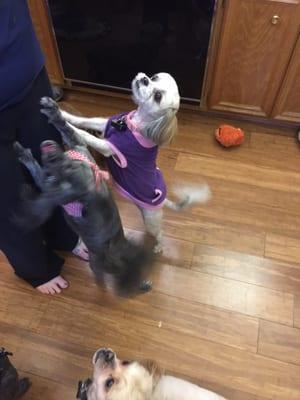 All three excited after their grooming day.