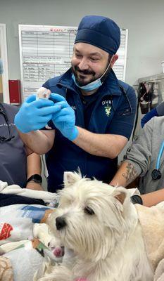 Dr. Jacob happily assessing a puppy