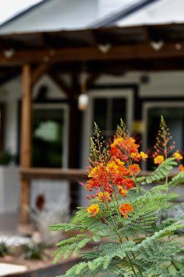 Blooming Pride of Barbados flowers in our functional medical clinic front yard