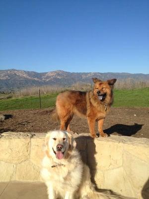 dog sitter, dog walker, pet sitter, Santa Barbara, Montecito