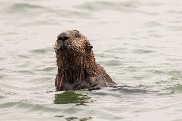 Sea otter!!!