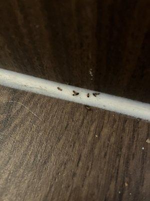 Found cockroaches while sweeping, there have been many more sightings that I've had to deal with over the last few months.