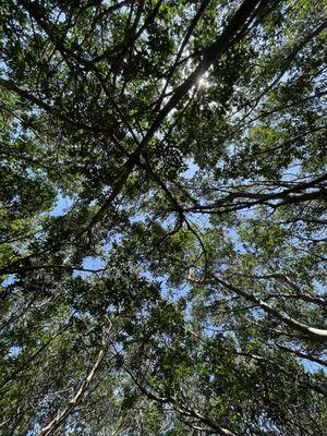 Mangrove tunnel ceiling