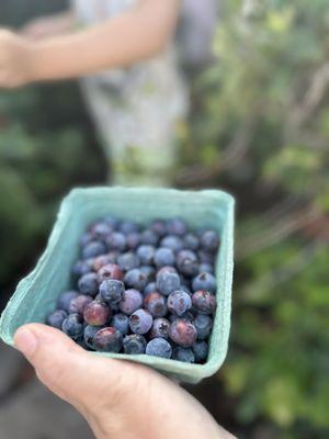 Blueberry picking