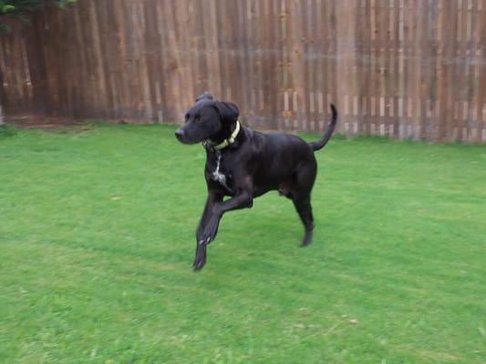 we will run and play in the back yard with your pup.