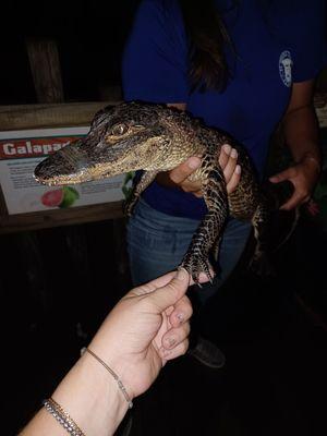 I'm holding hands with a gator!:)