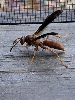 Paper or Umbrella wasp.