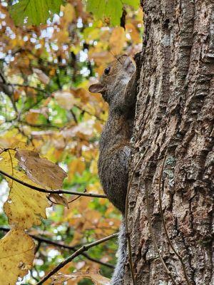 Squirrel