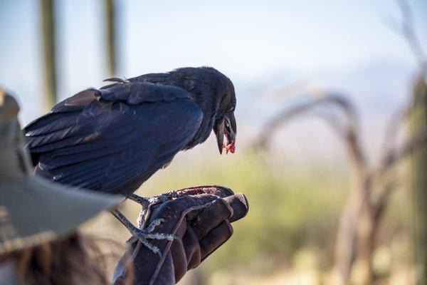 Chihuahuan raven