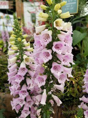 Foxglove - Digitalis purpurea A wide assortment of perennials