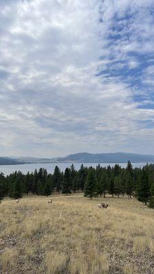 Big horn sheep on Wild Horse Island