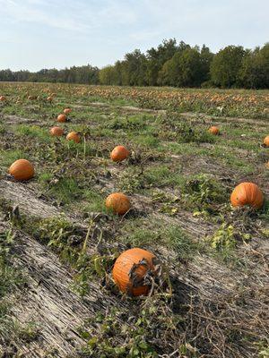 Pumpkin field