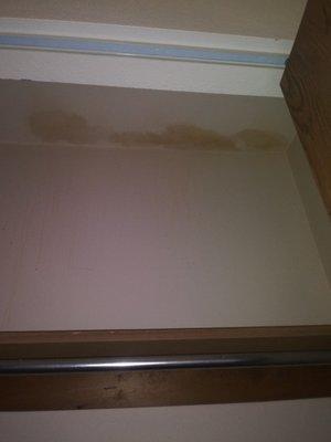 Raccoon urine left in closet, not repaired for 4 months.