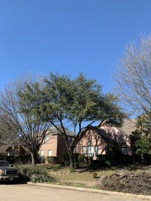 After trimming. We raised the tree canopy above and away from danger to the house