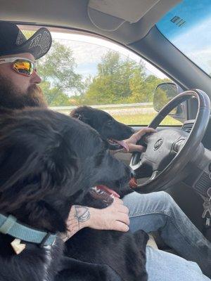 Our pups shadow and Harley excited to return home from their puppy vacation!