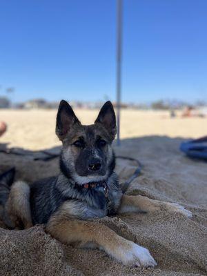 Sandman's Boarding and Canine Training