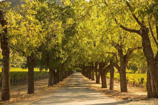 Stags' Leap Winery