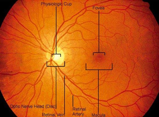 Retinal image landmarks