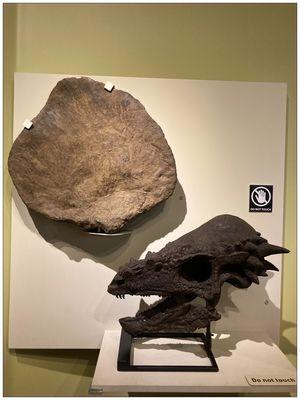 Head of Pachycephalosaurus for head butting and mating; Plate of a Stegosaurus used for defense and/or solar panel.