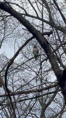 Red-tailed hawk hanging out at the end of our walk