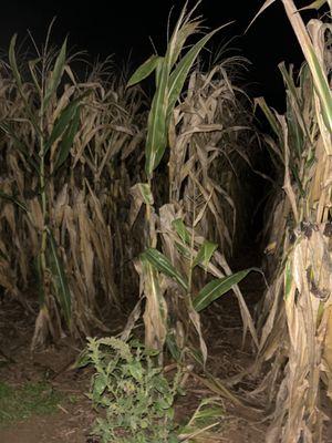 Duncan's Corn Maze