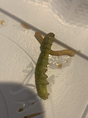 Dead Caterpillar Found in Hibachi Chicken Plate w/ Noodles