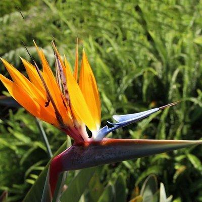 Flora and Fawna are abundant in Uganda