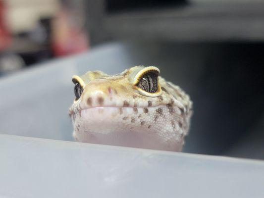 Leopard Gecko