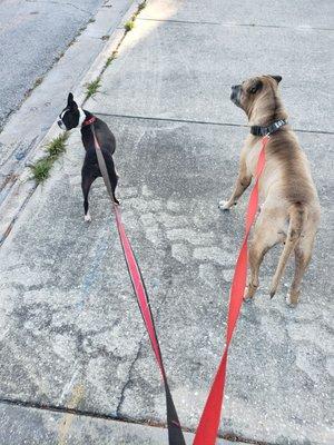 Two friends having fun on the walk