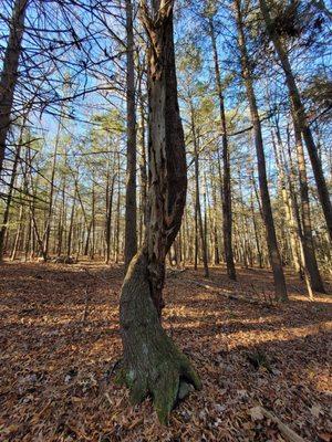 Wagner Woods Trails