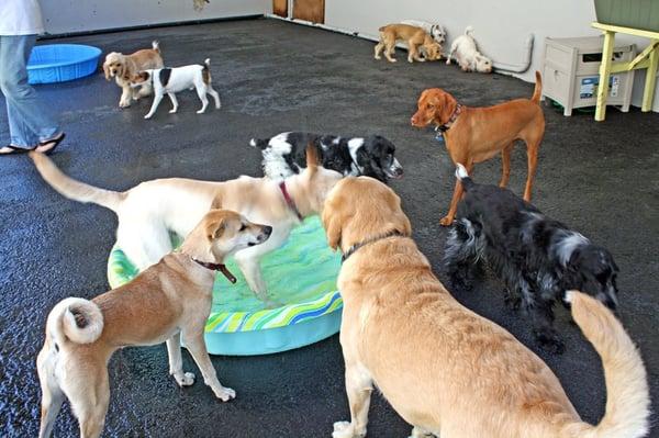 EVERYBODY INTO THE POOL!