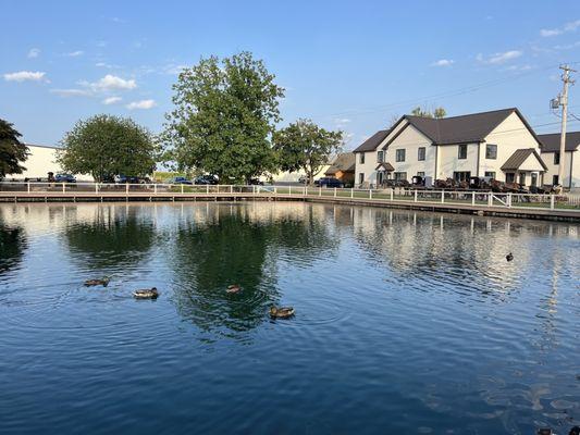 Feeding ducks