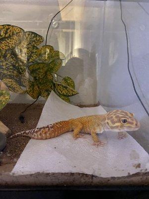 Fergie in Boise... a well traveled leopard gecko...