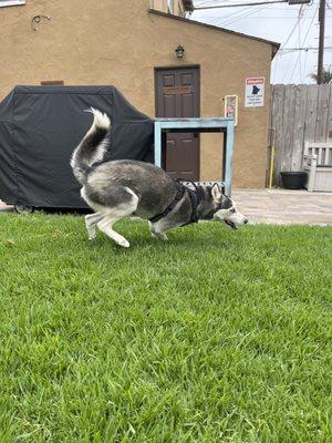 Benji doing his dog race ...stretching his legs, feeling the grass between his pads