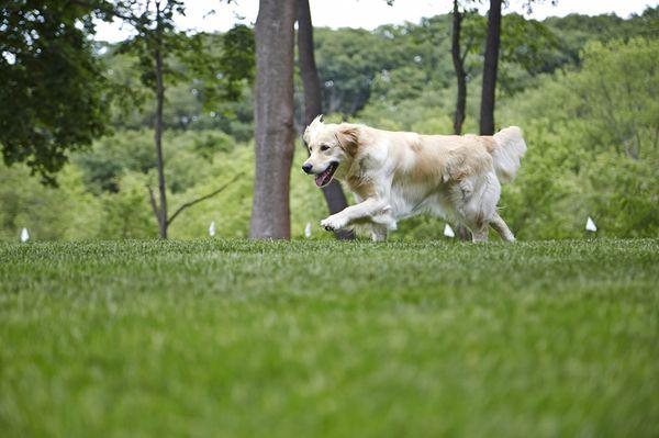 Our patented SafeLink® Digital FM signal and other unique safety features help us provide the safest, most advanced pet fences on the market