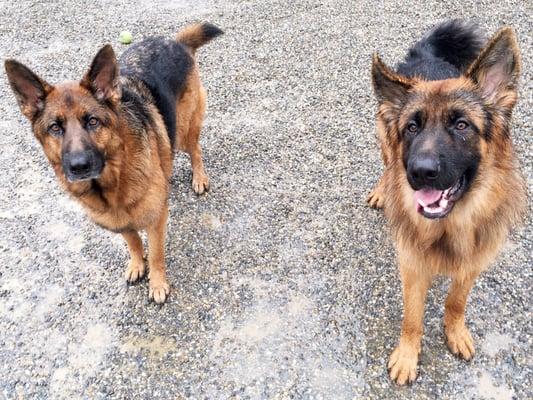 Simba and Bear as happy as can be on their walk with Will!